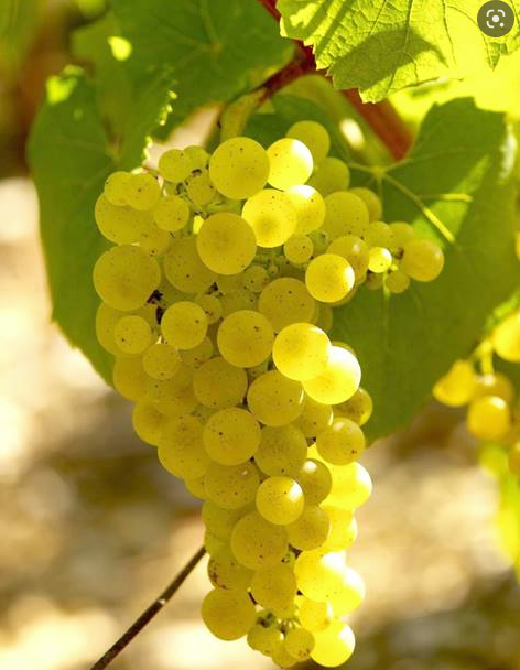 Le Chardonnay : cépage le plus populaire pour les vins blancs