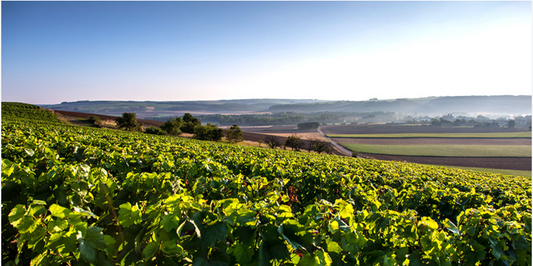 DVP – Domaines & Vins de Propriété, sélectionneur de vins de vignerons indépendants
