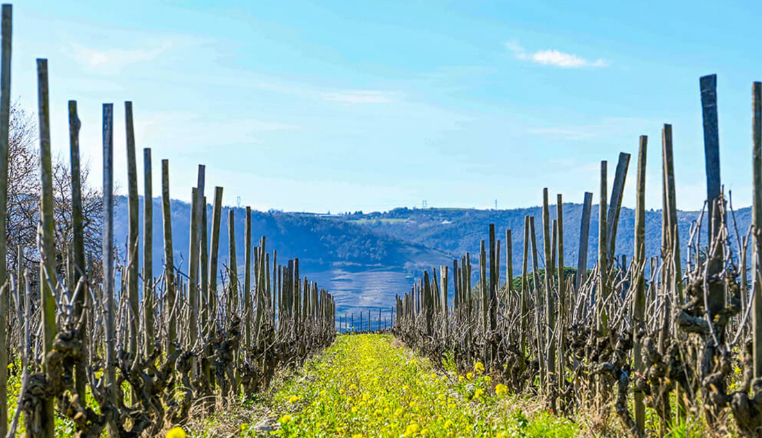 Vignes du Domaine Les 4 Vents à Mercurol en Crozes-Hermitage