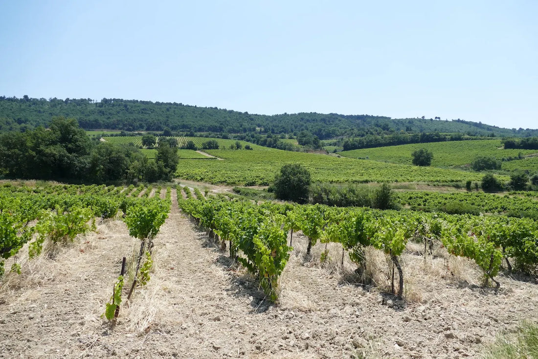 Domaine Fond Croze – Vignoble bio en Vallée du Rhône, Saint-Roman-de-Malegarde, Vaucluse